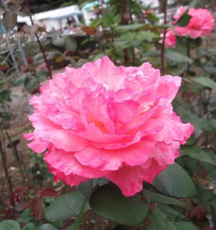 生田緑地ばら苑の淡いピンク色のバラ