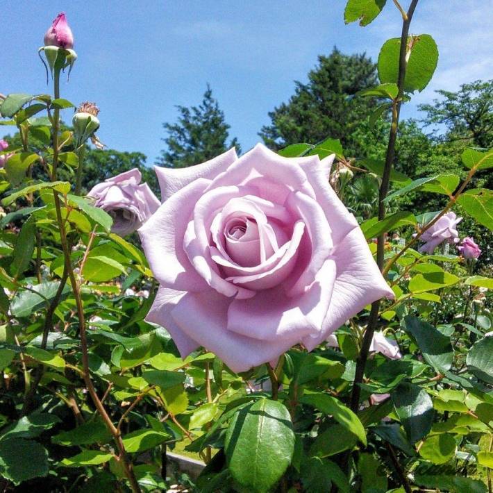 生田緑地ばら苑の紫色のバラ「ブルームーン」